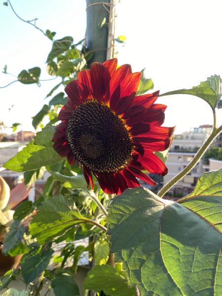 Sunflower, dark brown, with sun behind it.
