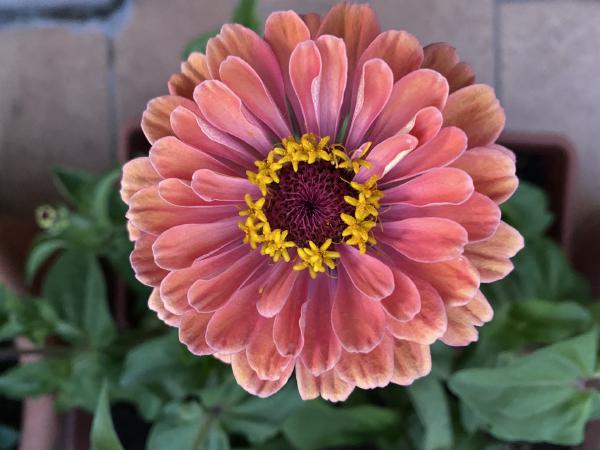 Dusty pink zinnia