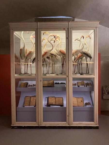 Flamingoes in the Natural History Museum, Florence.
