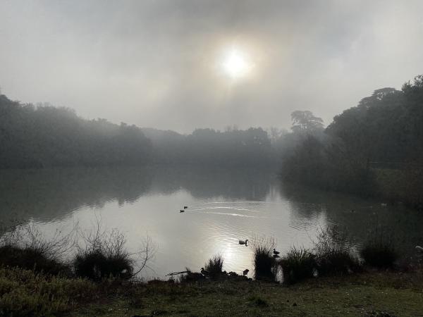 Mist over a large pond, with ducks and geese.