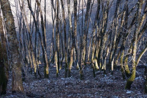 Tree trunks in winter.